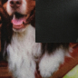 Коврик придверный влаговпитывающий VORTEX Samba 50х80 см Собаки в гамаке (24217) - Фото 5