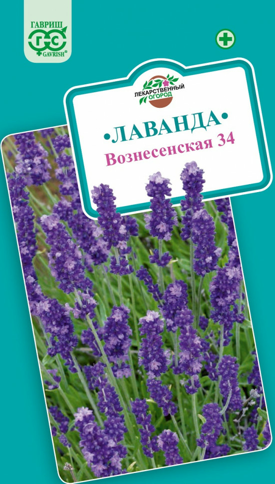 Семена лаванды узколистной Лекарственная Вознесенская 34 ГАВРИШ 0,05 г (000176)