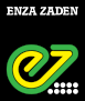 ENZA ZADEN EXPORT